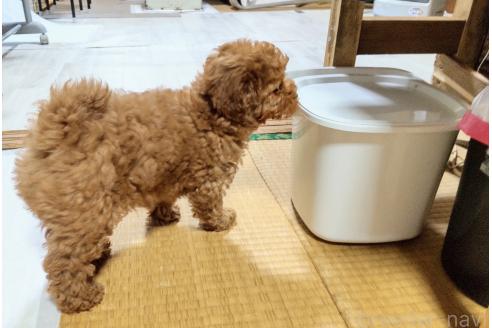 販売中の秋田県のマルプー:マルチーズ×トイプードル-383254の4枚目